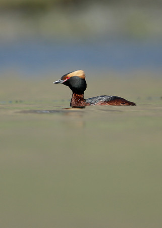 Slavonian Grebe Podiceps auritus