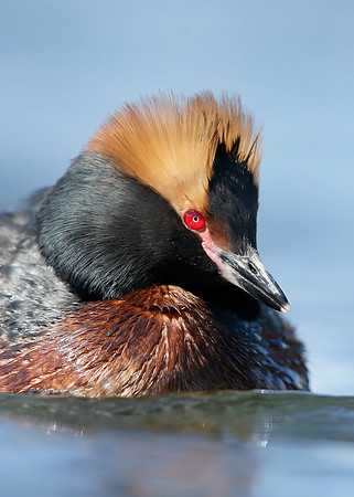 Slavonian Grebe Podiceps auritus