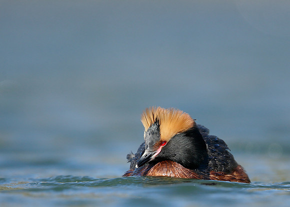 Slavonian Grebe Podiceps auritus