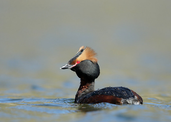 Slavonian Grebe Podiceps auritus