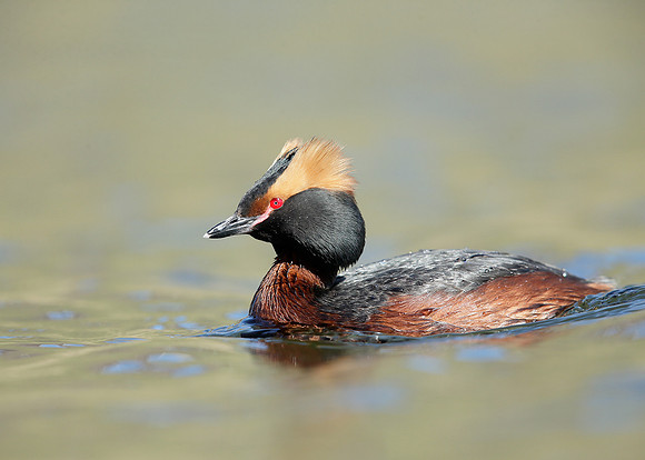 Slavonian Grebe Podiceps auritus