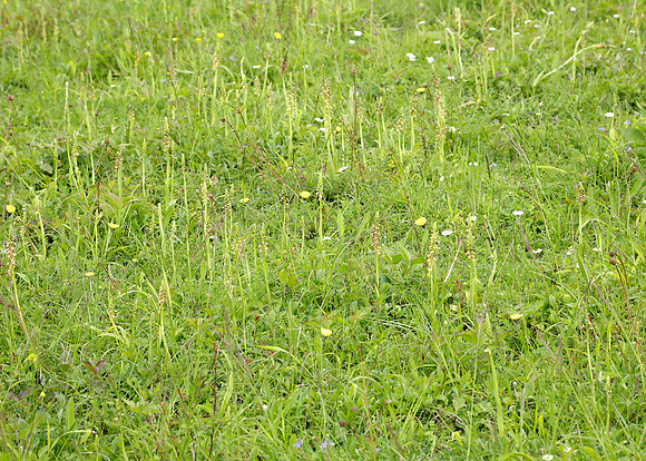 Man Orchid Orchis anthropophora