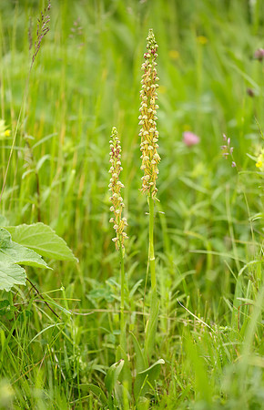 Man Orchid Orchis anthropophora