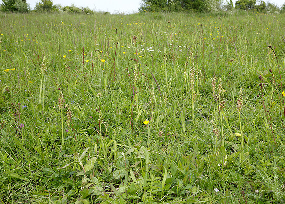 Man Orchid Orchis anthropophora