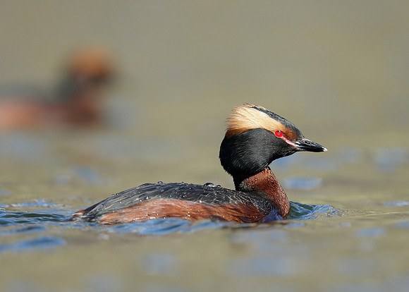 Slavonian Grebe Podiceps auritus