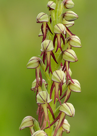 Man Orchid Orchis anthropophora