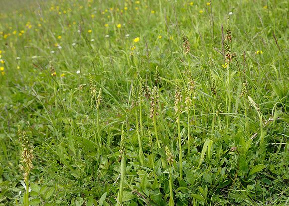 Man Orchid Orchis anthropophora