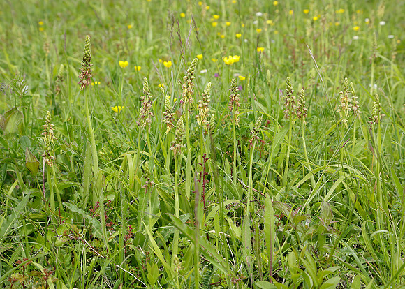 Man Orchid Orchis anthropophora