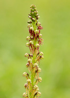 Man Orchid Orchis anthropophora