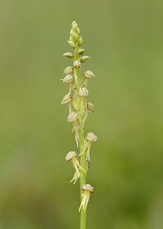 Man Orchid Orchis anthropophora