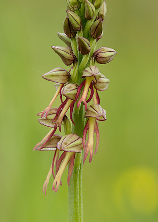 Man Orchid Orchis anthropophora