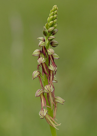 Man Orchid Orchis anthropophora