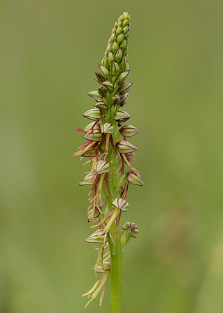 Man Orchid Orchis anthropophora
