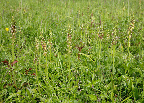 Man Orchid Orchis anthropophora