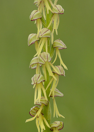 Man Orchid Orchis anthropophora