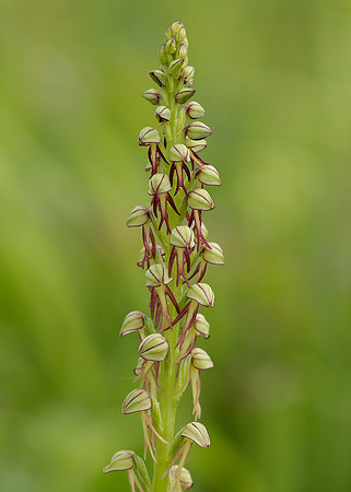 Man Orchid Orchis anthropophora