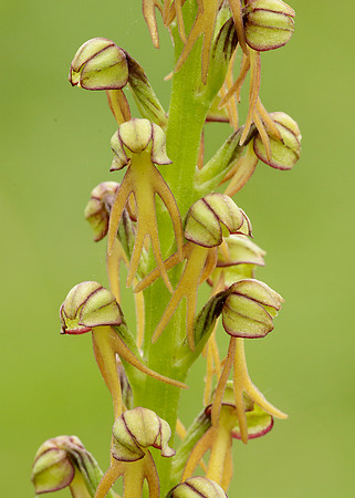 Man Orchid Orchis anthropophora