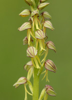 Man Orchid Orchis anthropophora