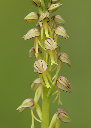 Man Orchid Orchis anthropophora