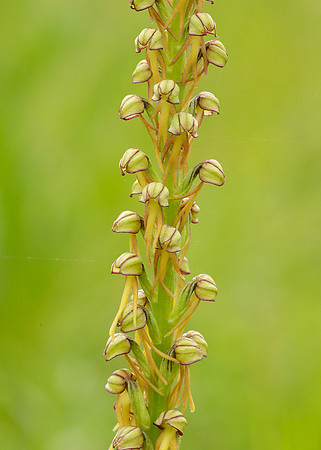 Man Orchid Orchis anthropophora