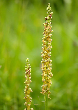 Man Orchid Orchis anthropophora