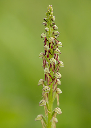 Man Orchid Orchis anthropophora