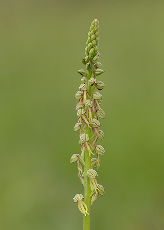 Man Orchid Orchis anthropophora