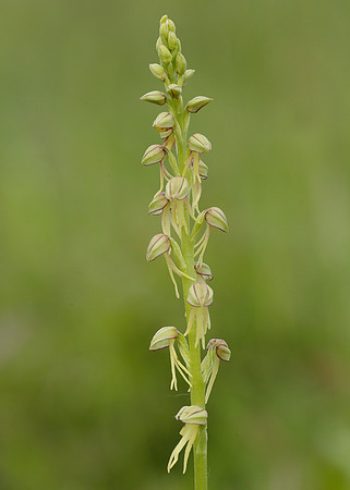 Man Orchid Orchis anthropophora