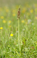Man Orchid Orchis anthropophora