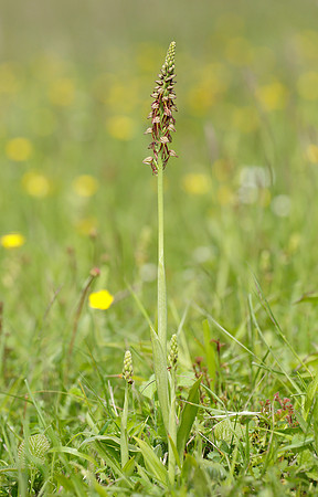 Man Orchid Orchis anthropophora