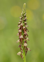 Man Orchid Orchis anthropophora