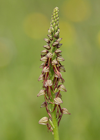 Man Orchid Orchis anthropophora