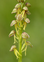 Man Orchid Orchis anthropophora
