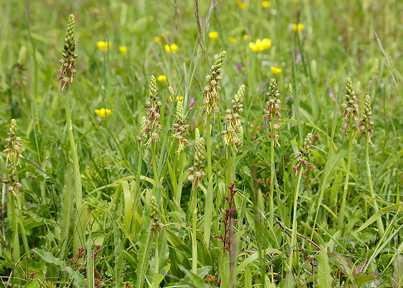 Man Orchid Orchis anthropophora