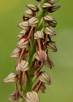 Man Orchid Orchis anthropophora