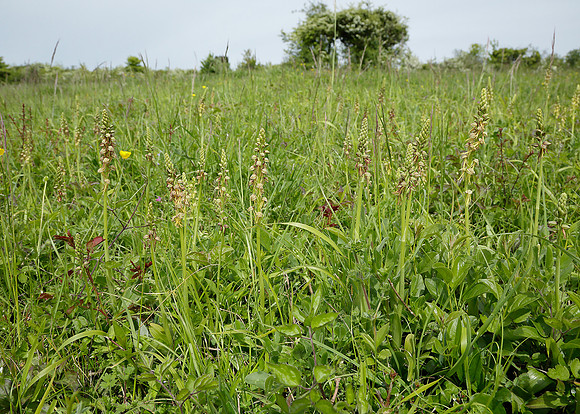 Man Orchid Orchis anthropophora