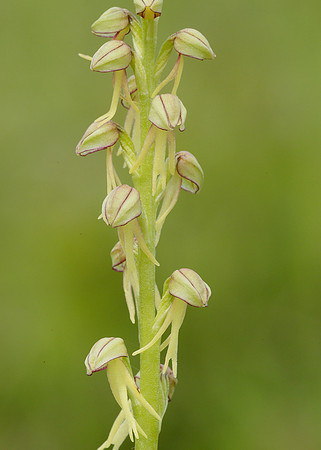 Man Orchid Orchis anthropophora