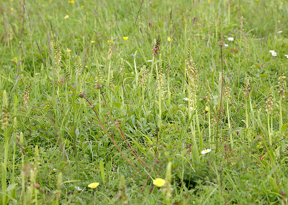 Man Orchid Orchis anthropophora