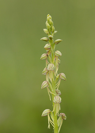 Man Orchid Orchis anthropophora
