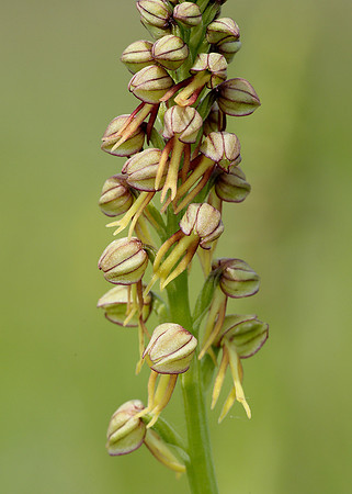 Man Orchid Orchis anthropophora