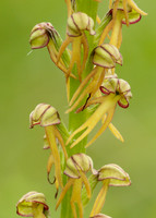 Man Orchid Orchis anthropophora