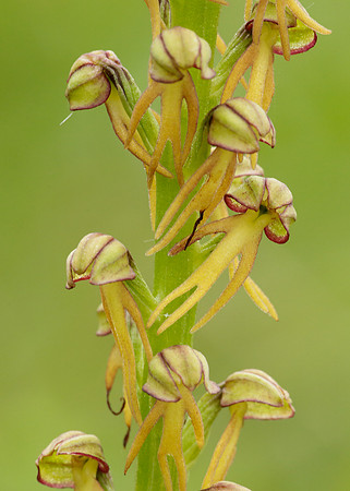 Man Orchid Orchis anthropophora