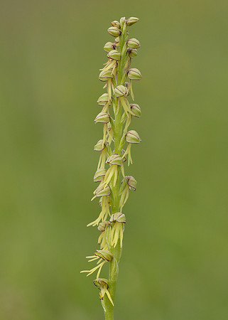 Man Orchid Orchis anthropophora
