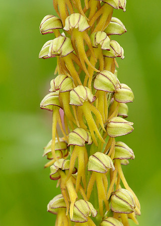Man Orchid Orchis anthropophora