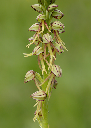 Man Orchid Orchis anthropophora