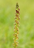Man Orchid Orchis anthropophora