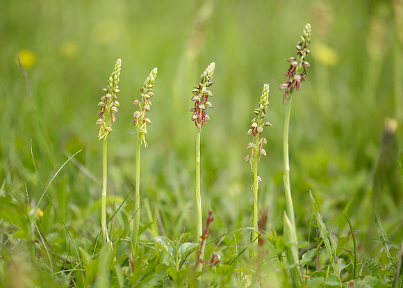 Man Orchid Orchis anthropophora