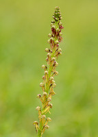 Man Orchid Orchis anthropophora