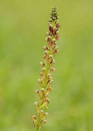 Man Orchid Orchis anthropophora