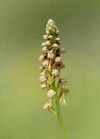 Man Orchid Orchis anthropophora